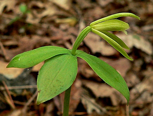 {Isotria medeoloides}